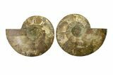 Cut & Polished, Crystal-Filled Ammonite Fossil - Madagascar #287980-1